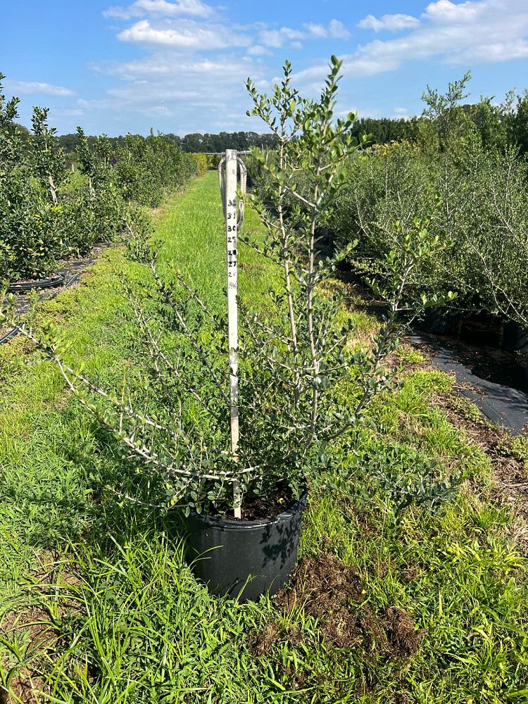 ilex-vomitoria-pride-of-houston-yaupon-holly