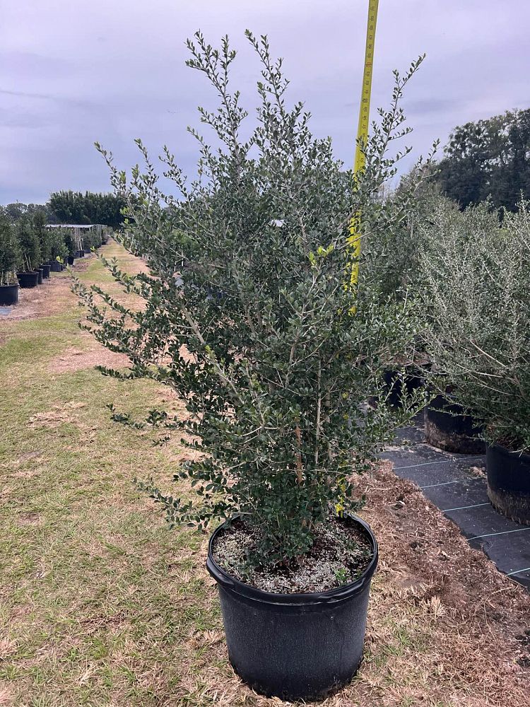 ilex-vomitoria-pride-of-houston-yaupon-holly