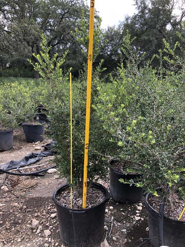 ilex-vomitoria-pride-of-houston-yaupon-holly