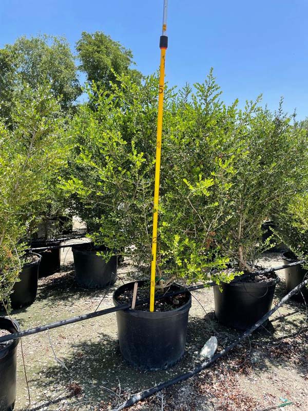 ilex-vomitoria-pride-of-houston-yaupon-holly