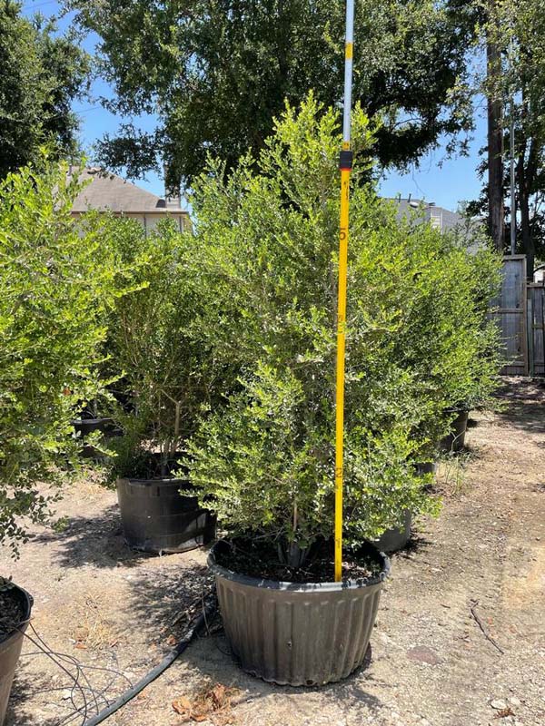 ilex-vomitoria-pride-of-houston-yaupon-holly