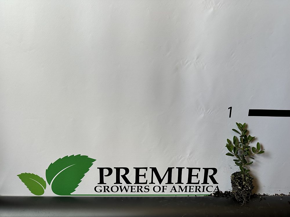 ilex-vomitoria-pride-of-houston-yaupon-holly
