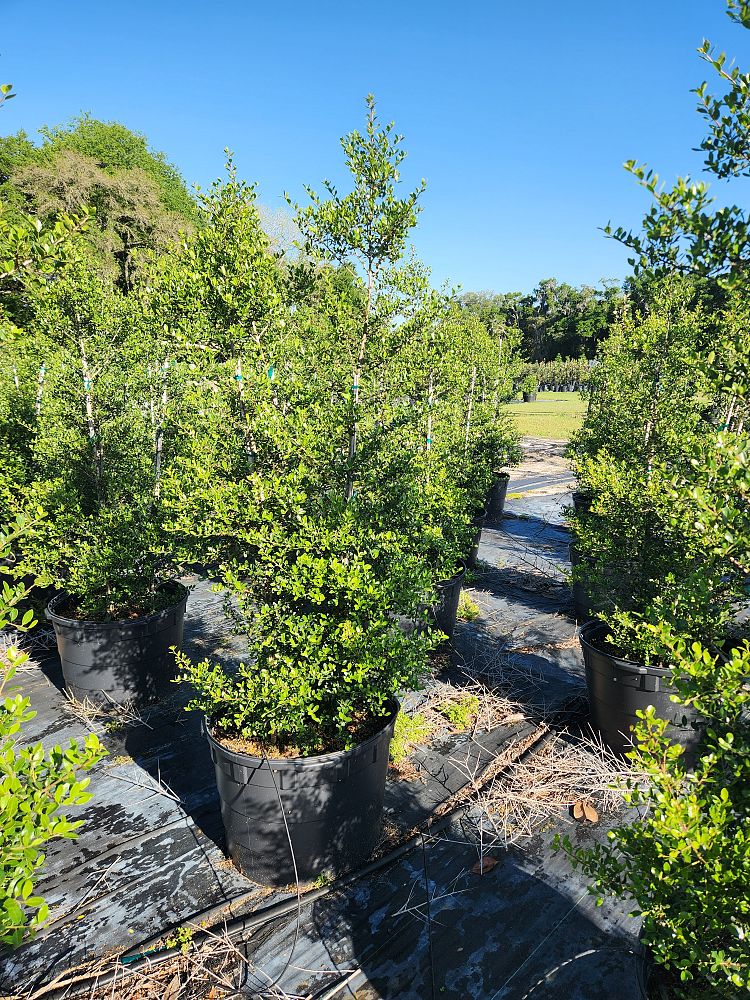 ilex-vomitoria-pride-of-houston-yaupon-holly