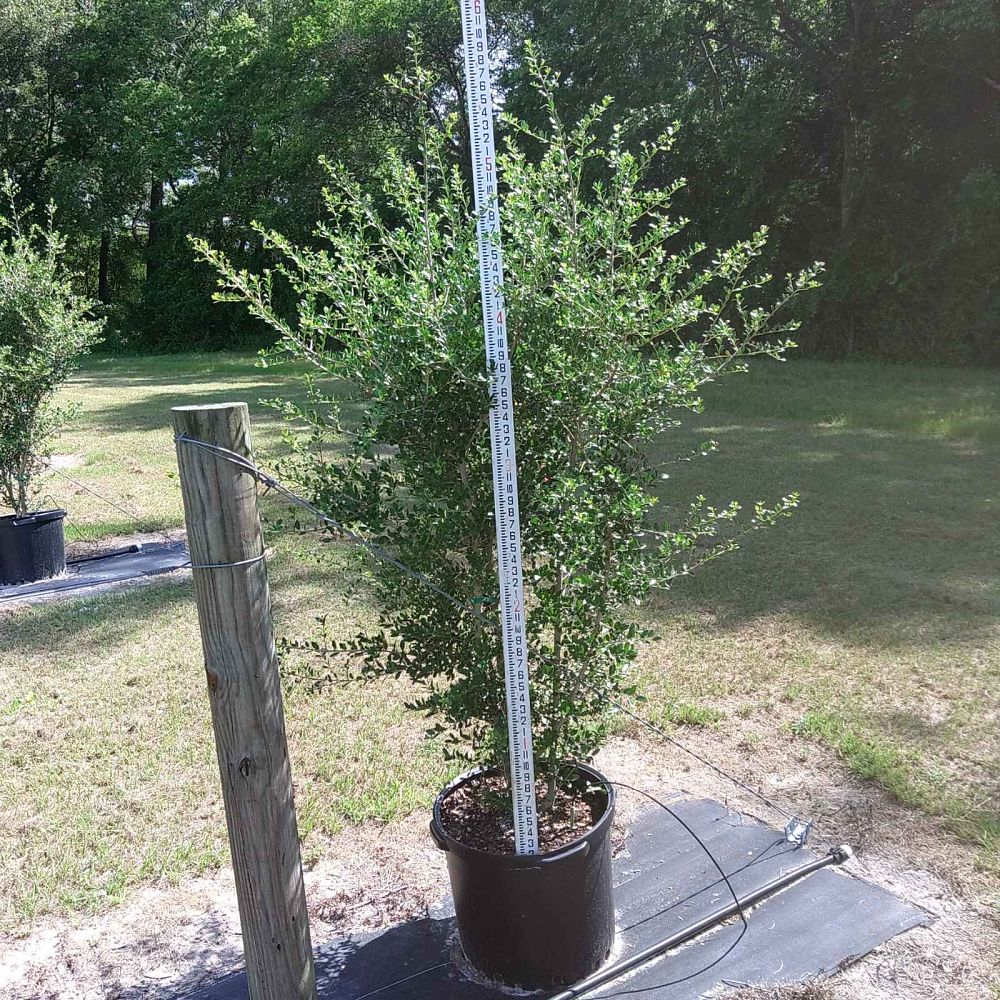 ilex-vomitoria-pride-of-houston-yaupon-holly