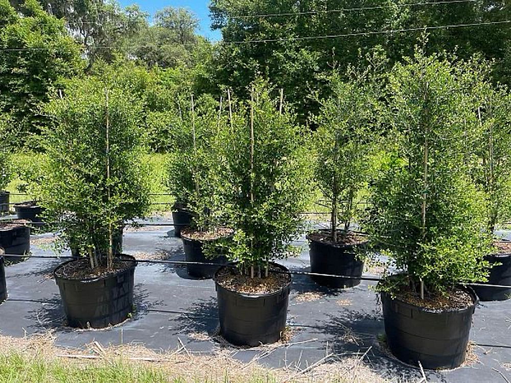 ilex-vomitoria-pride-of-houston-yaupon-holly