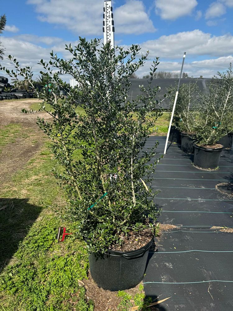 ilex-vomitoria-pride-of-houston-yaupon-holly