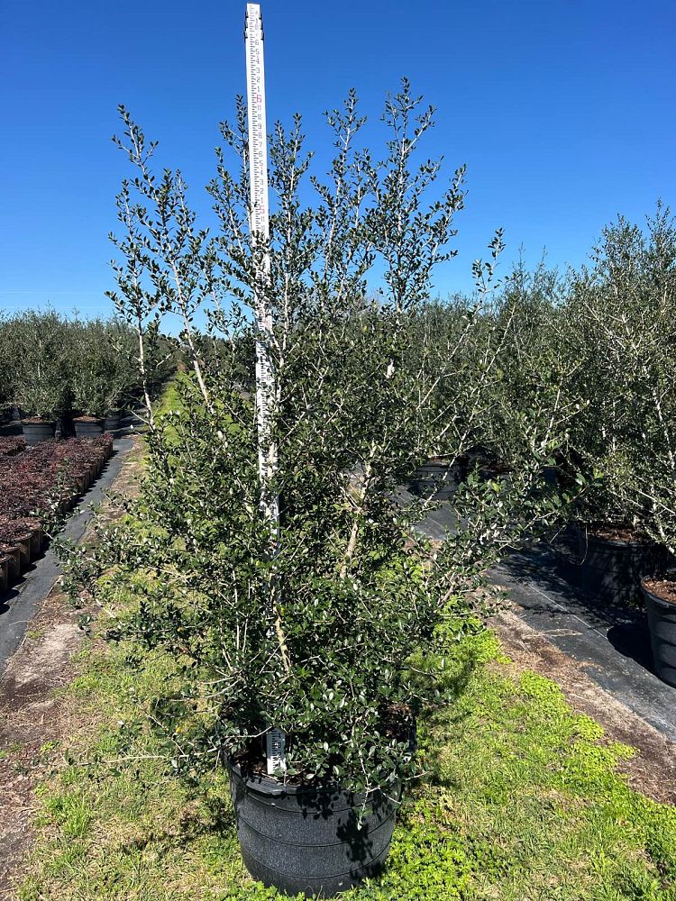 ilex-vomitoria-pride-of-houston-yaupon-holly