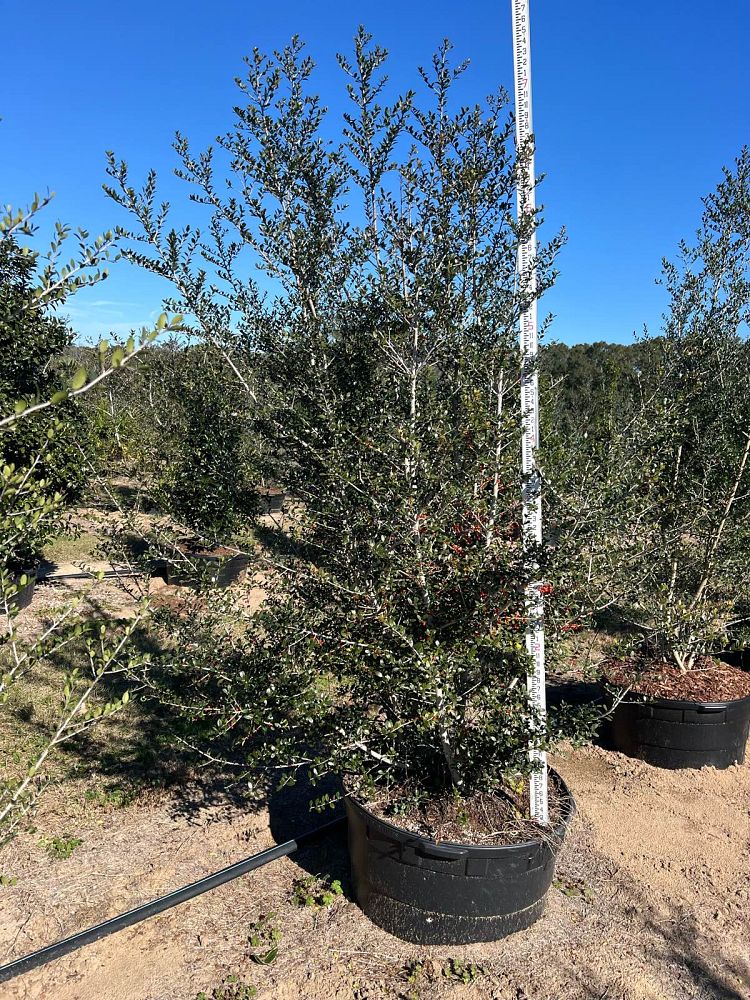 ilex-vomitoria-pride-of-houston-yaupon-holly
