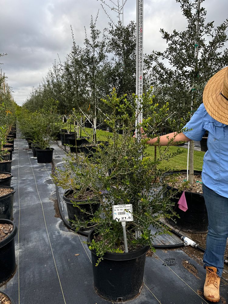 ilex-vomitoria-pride-of-houston-yaupon-holly