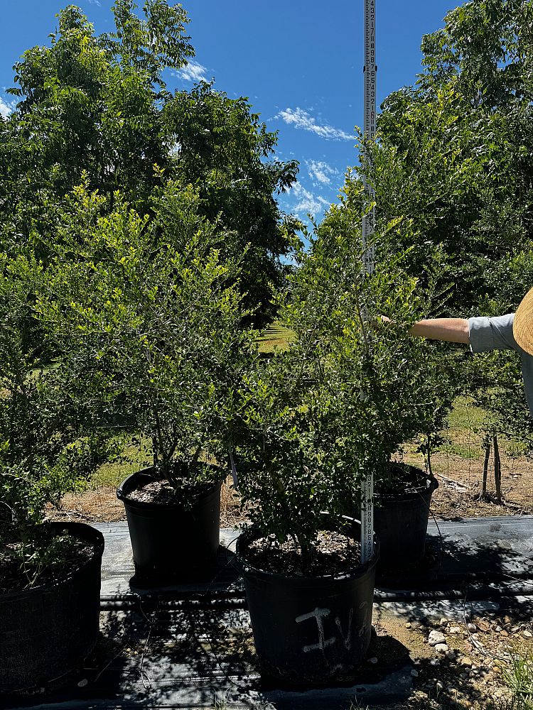 ilex-vomitoria-pride-of-houston-yaupon-holly