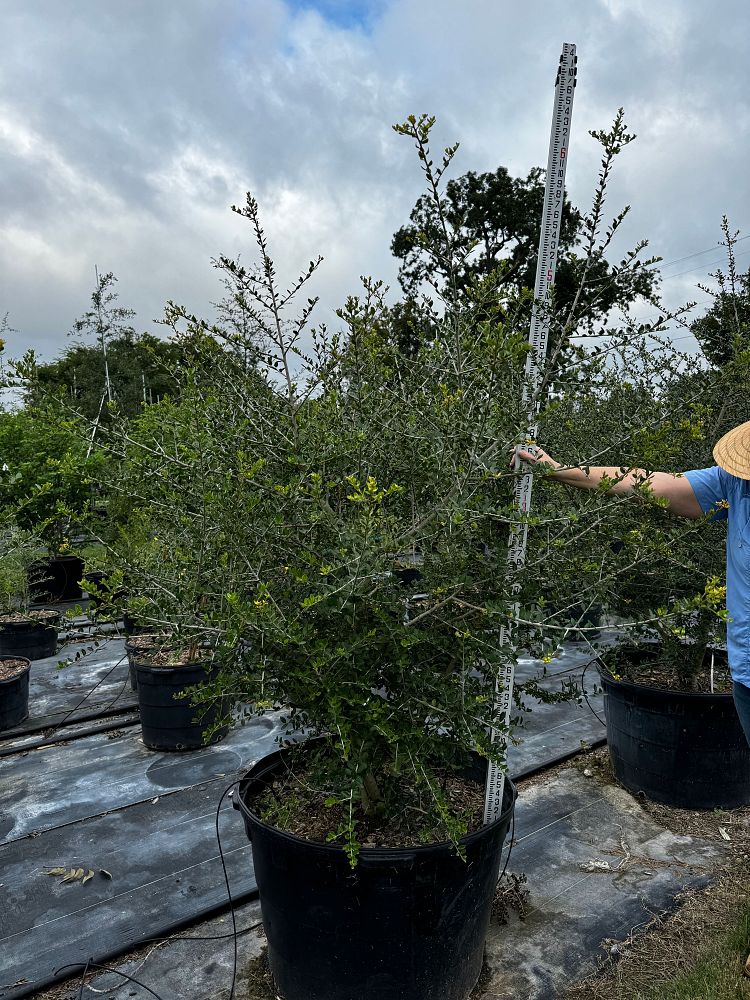 ilex-vomitoria-pride-of-houston-yaupon-holly