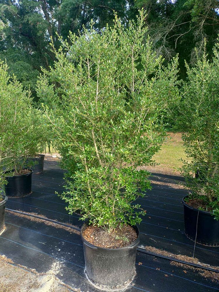 ilex-vomitoria-pride-of-houston-yaupon-holly