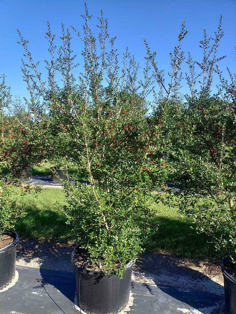 ilex-vomitoria-pride-of-houston-yaupon-holly