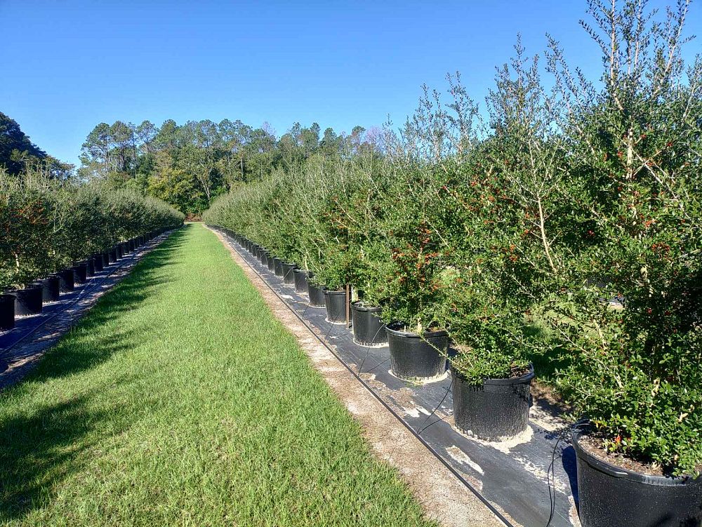ilex-vomitoria-pride-of-houston-yaupon-holly