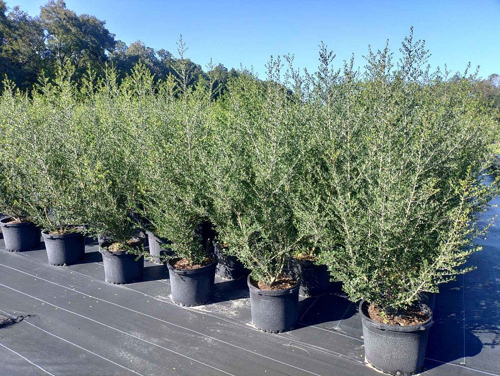 ilex-vomitoria-pride-of-houston-yaupon-holly