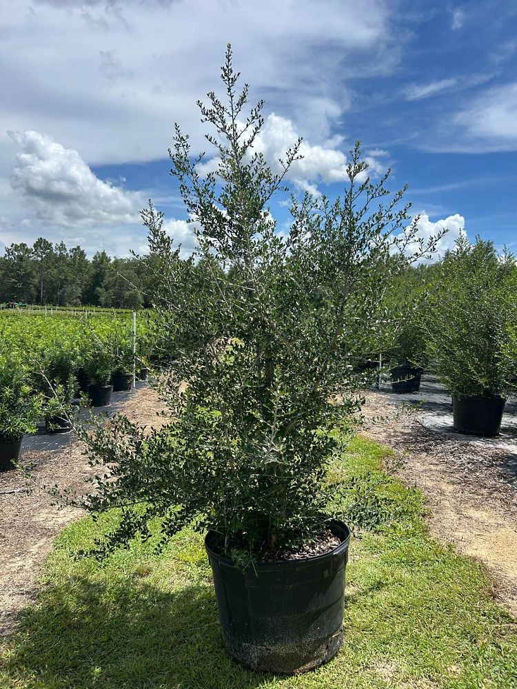 ilex-vomitoria-pride-of-houston-yaupon-holly