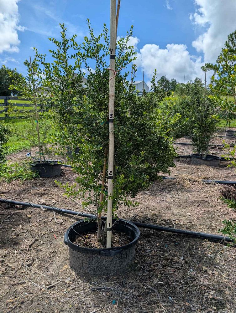 ilex-vomitoria-pride-of-houston-yaupon-holly