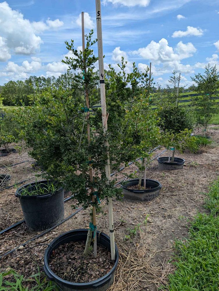 ilex-vomitoria-pride-of-houston-yaupon-holly