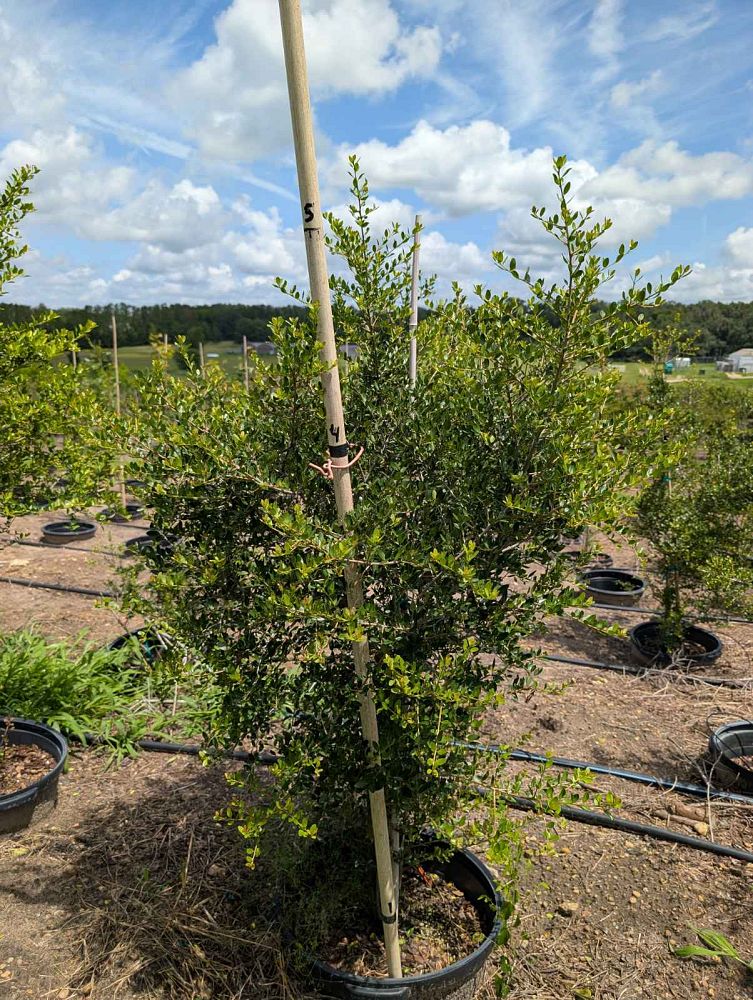 ilex-vomitoria-pride-of-houston-yaupon-holly