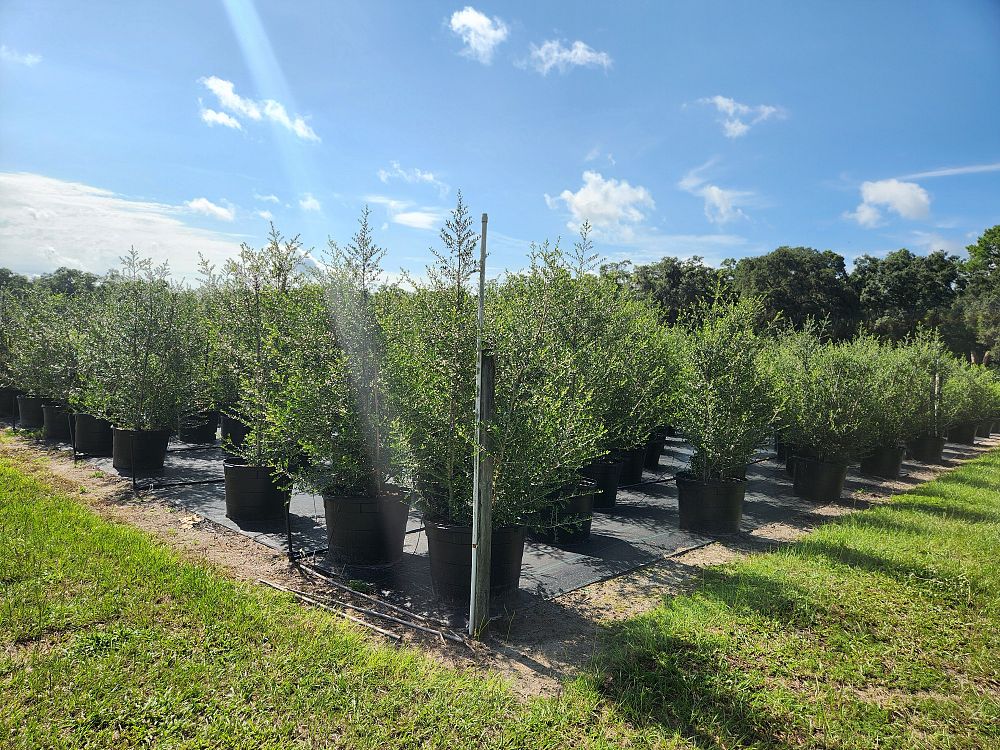 ilex-vomitoria-pride-of-houston-yaupon-holly