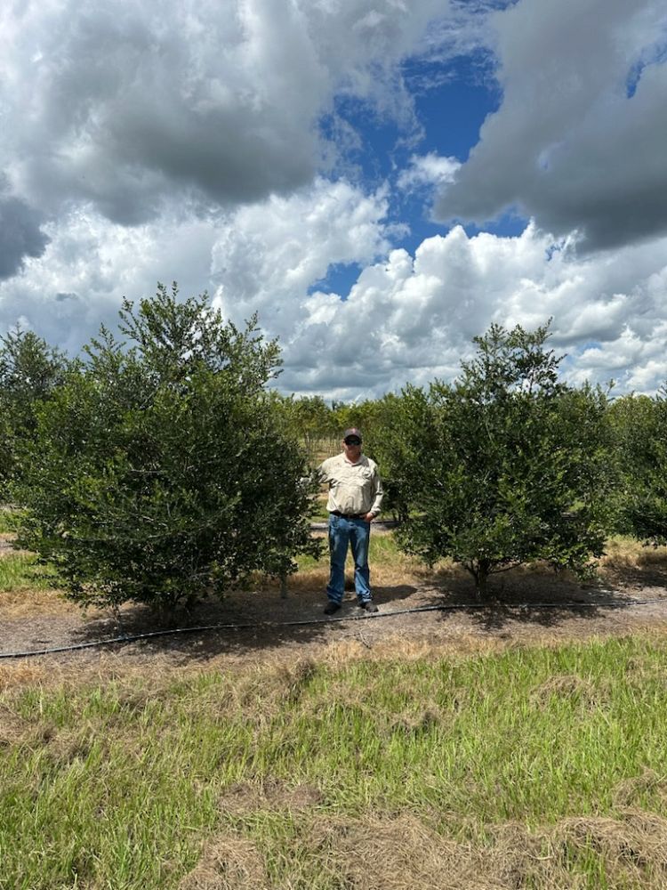 ilex-vomitoria-pride-of-houston-yaupon-holly