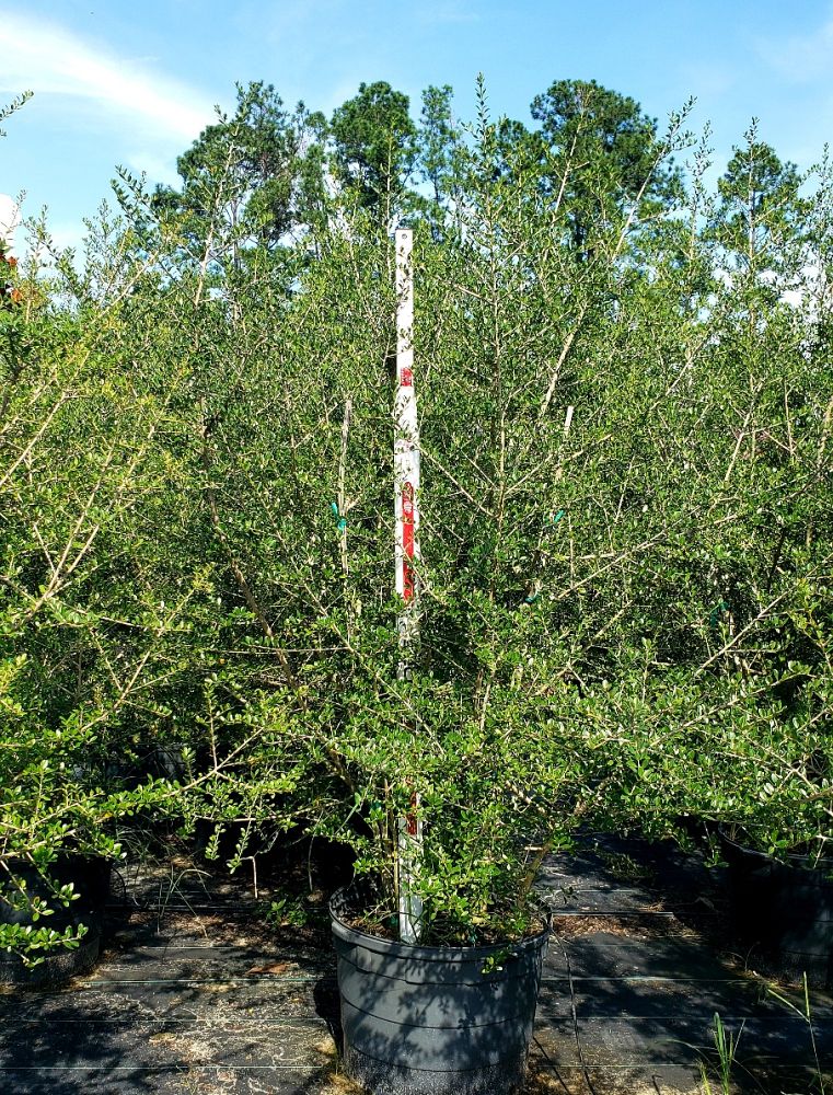 ilex-vomitoria-pride-of-houston-yaupon-holly