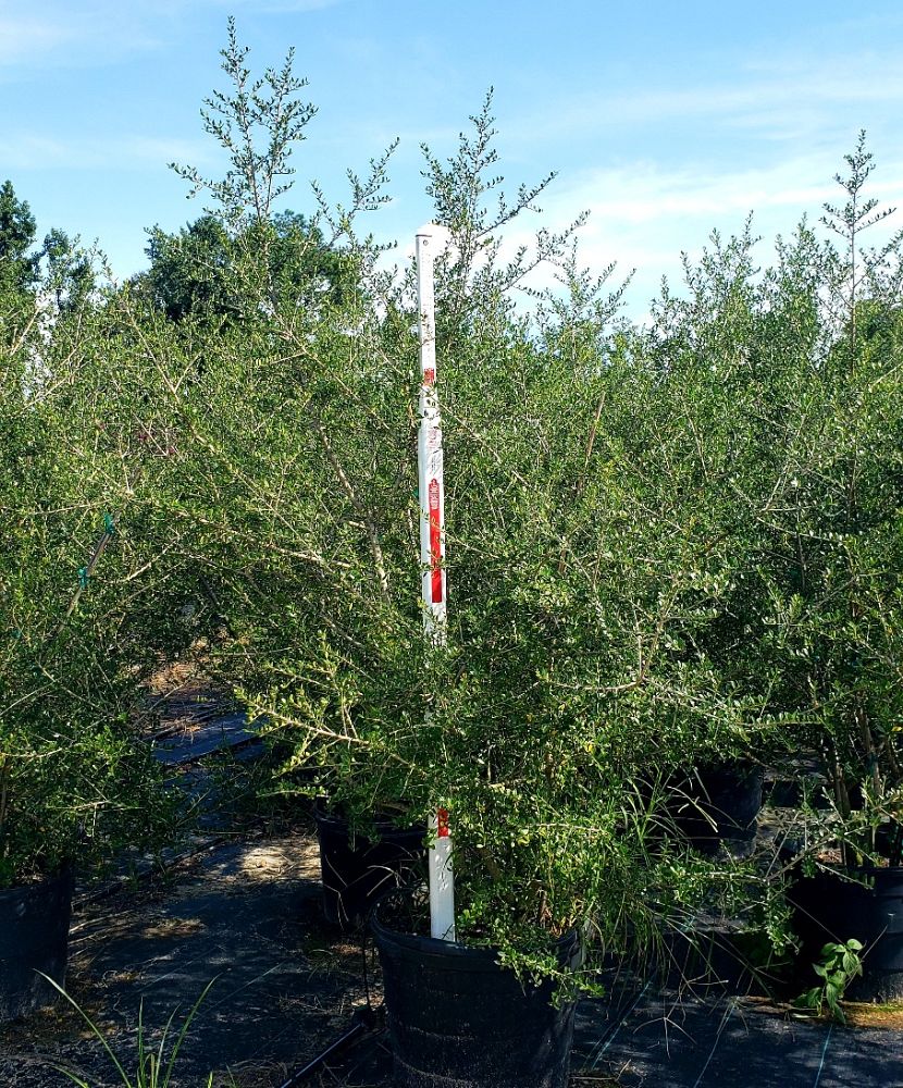 ilex-vomitoria-pride-of-houston-yaupon-holly