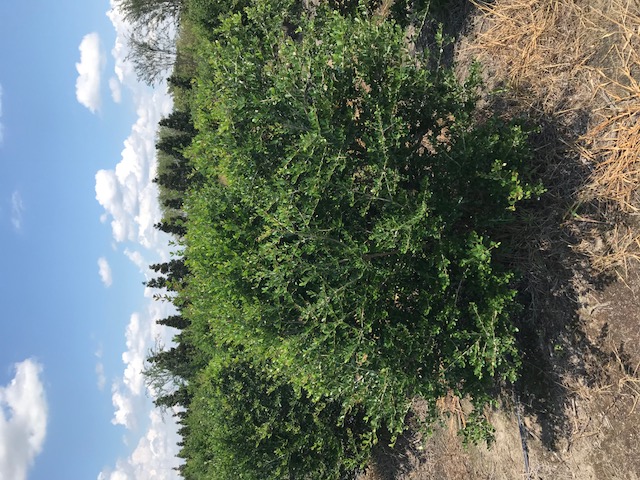 ilex-vomitoria-roundleaf-yaupon-holly