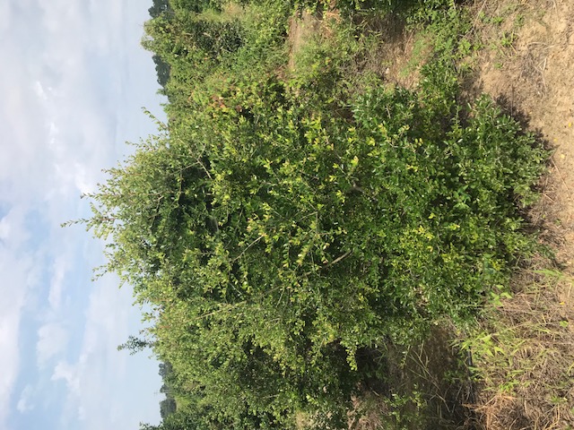ilex-vomitoria-roundleaf-yaupon-holly