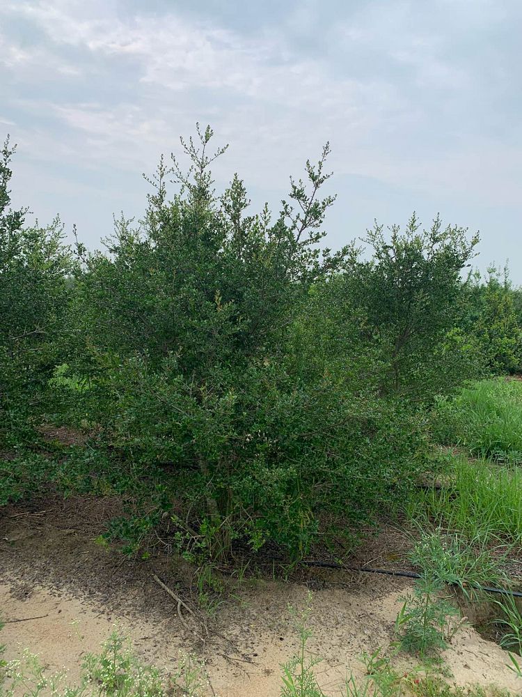 ilex-vomitoria-roundleaf-yaupon-holly