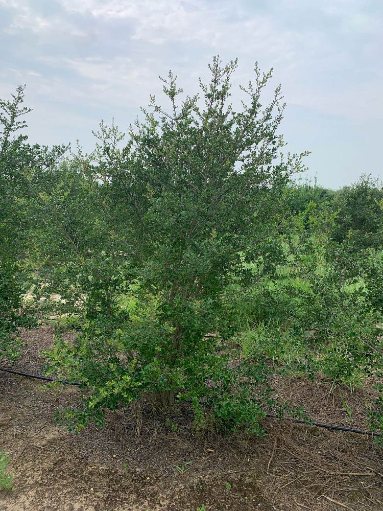 ilex-vomitoria-roundleaf-yaupon-holly