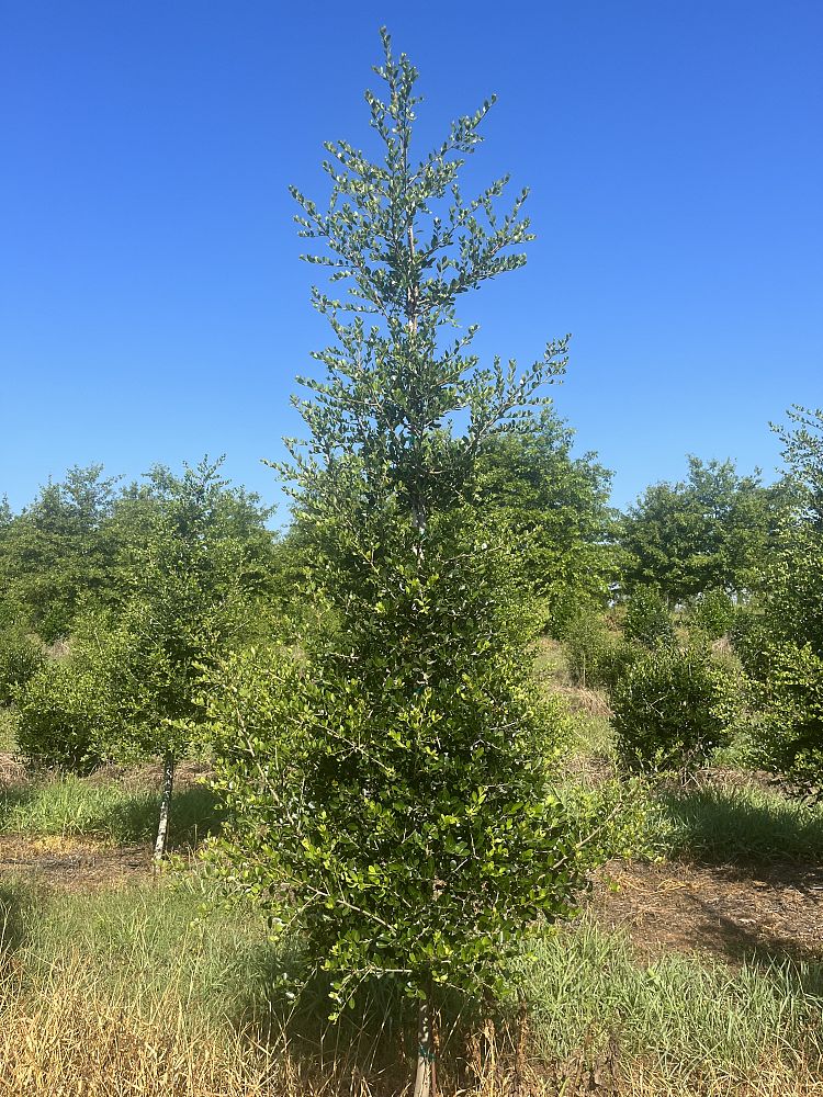 ilex-vomitoria-roundleaf-yaupon-holly