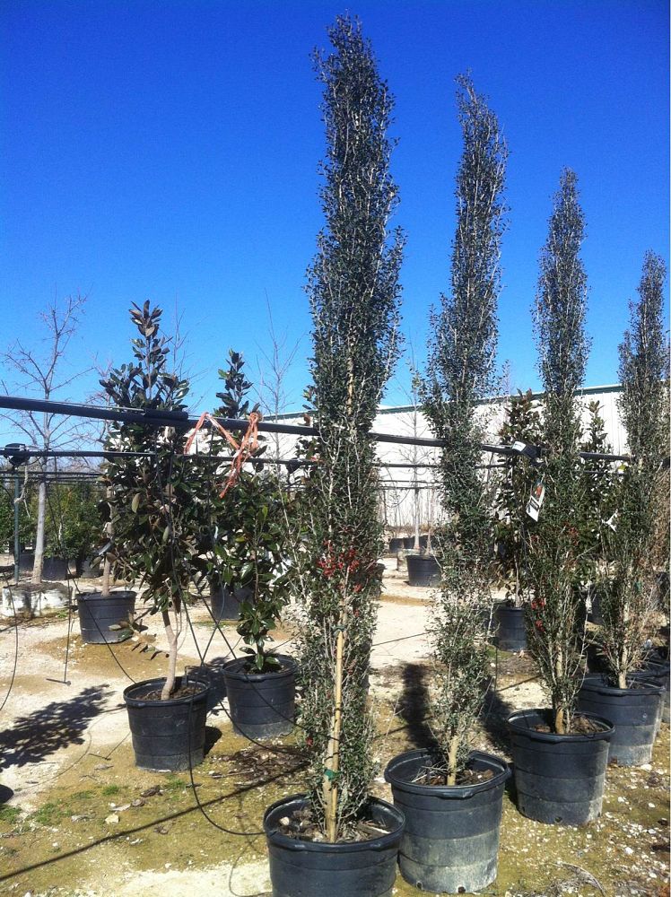 ilex-vomitoria-scarlets-peak-yaupon-holly
