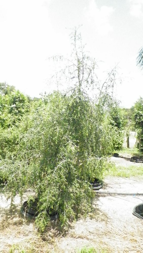 ilex-vomitoria-scarlets-peak-yaupon-holly