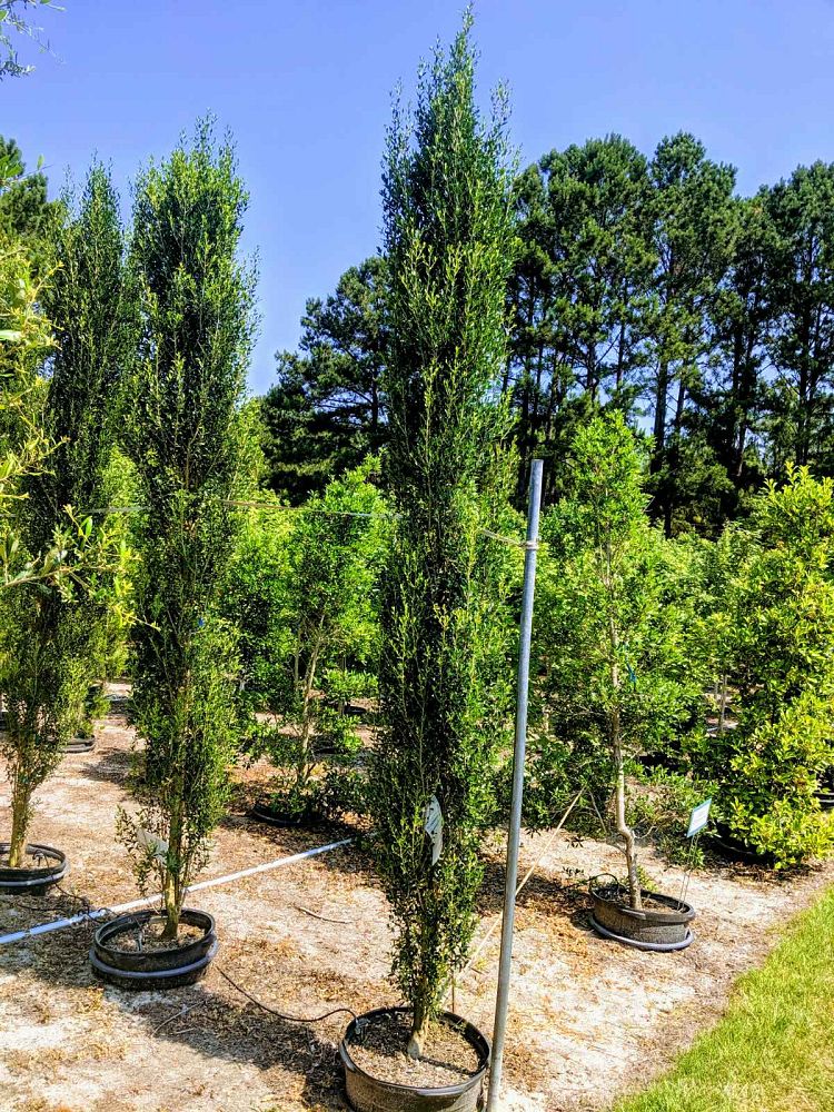ilex-vomitoria-scarlets-peak-yaupon-holly
