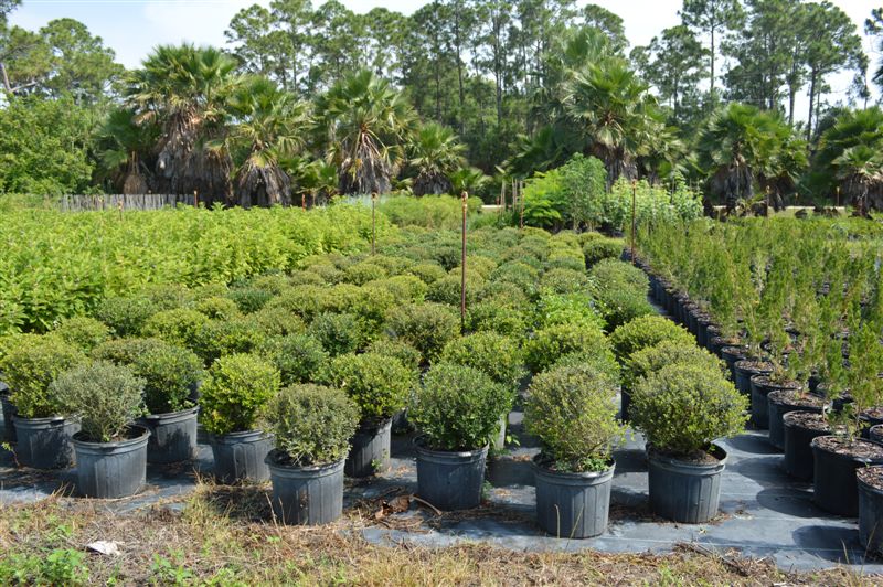 ilex-vomitoria-schillings-yaupon-holly-ilex-vomitoria-stokes-dwarf