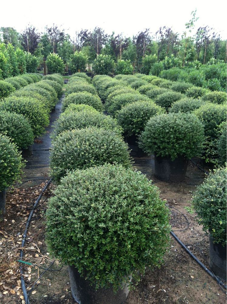 ilex-vomitoria-schillings-yaupon-holly-ilex-vomitoria-stokes-dwarf
