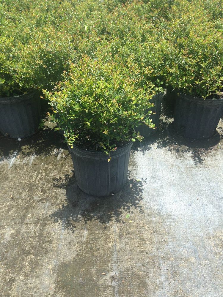 ilex-vomitoria-schillings-yaupon-holly-ilex-vomitoria-stokes-dwarf
