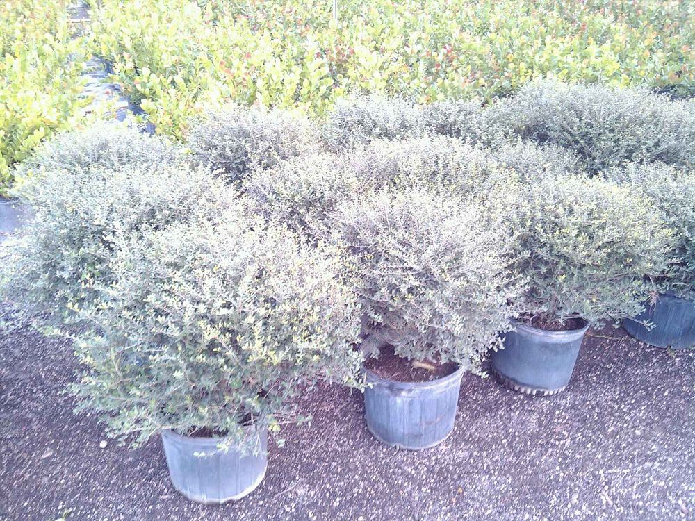 ilex-vomitoria-schillings-yaupon-holly-ilex-vomitoria-stokes-dwarf
