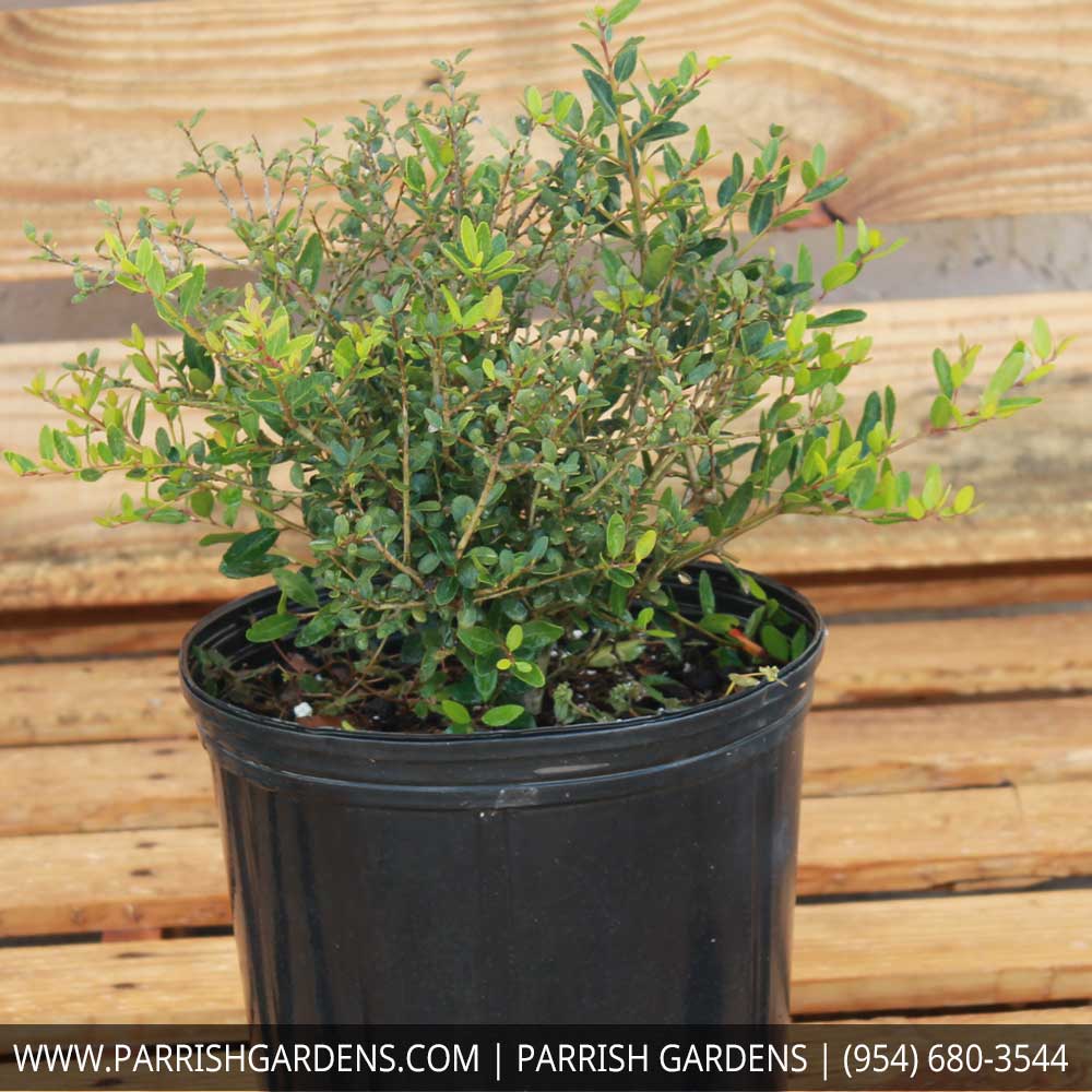 ilex-vomitoria-schillings-yaupon-holly-ilex-vomitoria-stokes-dwarf