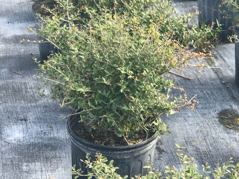 ilex-vomitoria-schillings-yaupon-holly-ilex-vomitoria-stokes-dwarf