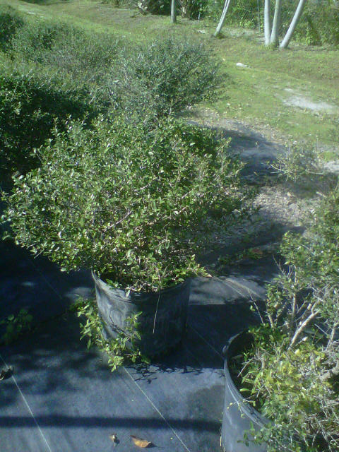 ilex-vomitoria-schillings-yaupon-holly-ilex-vomitoria-stokes-dwarf