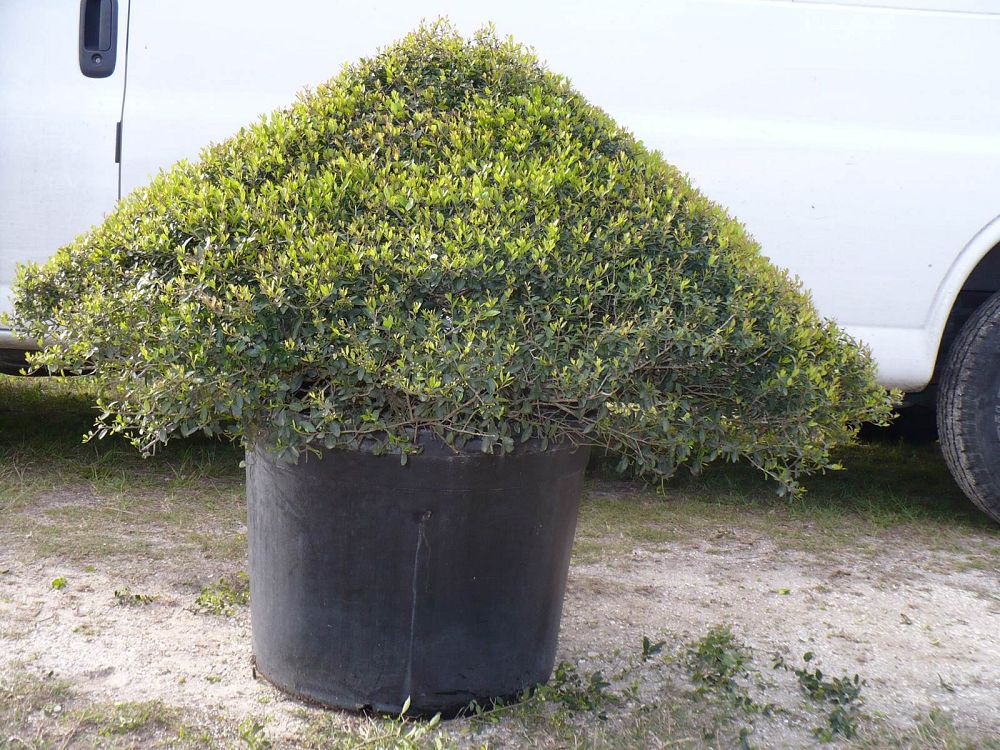 ilex-vomitoria-schillings-yaupon-holly-ilex-vomitoria-stokes-dwarf
