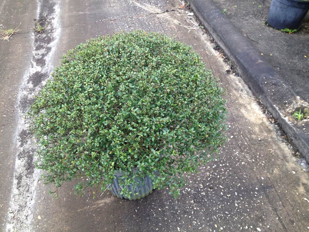 ilex-vomitoria-schillings-yaupon-holly-ilex-vomitoria-stokes-dwarf