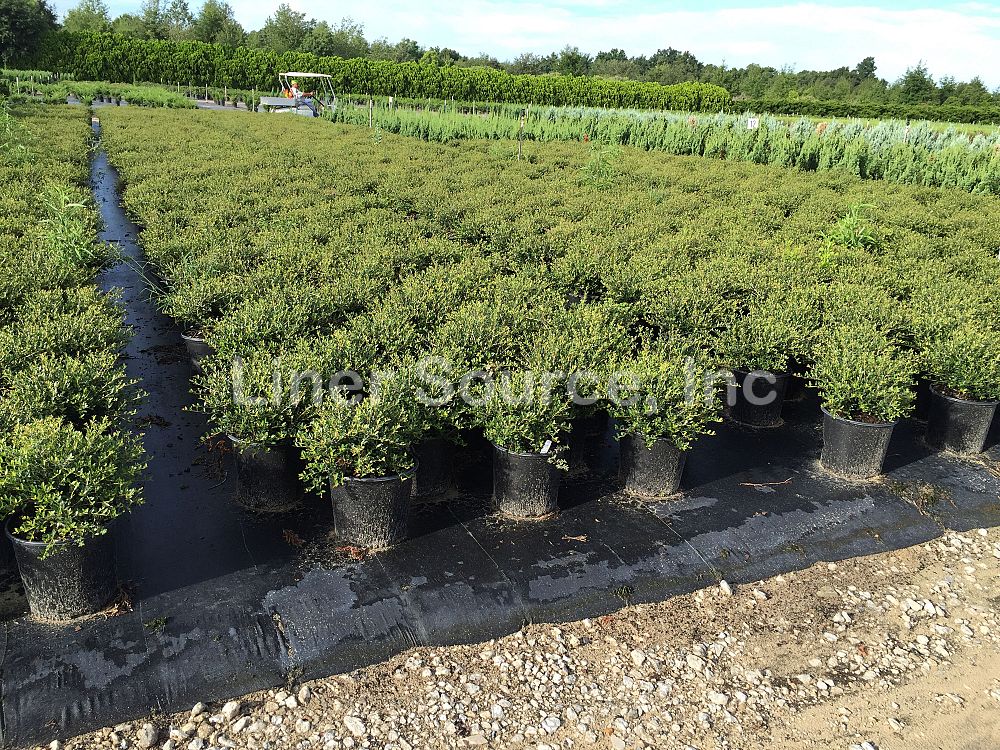 ilex-vomitoria-schillings-yaupon-holly-ilex-vomitoria-stokes-dwarf