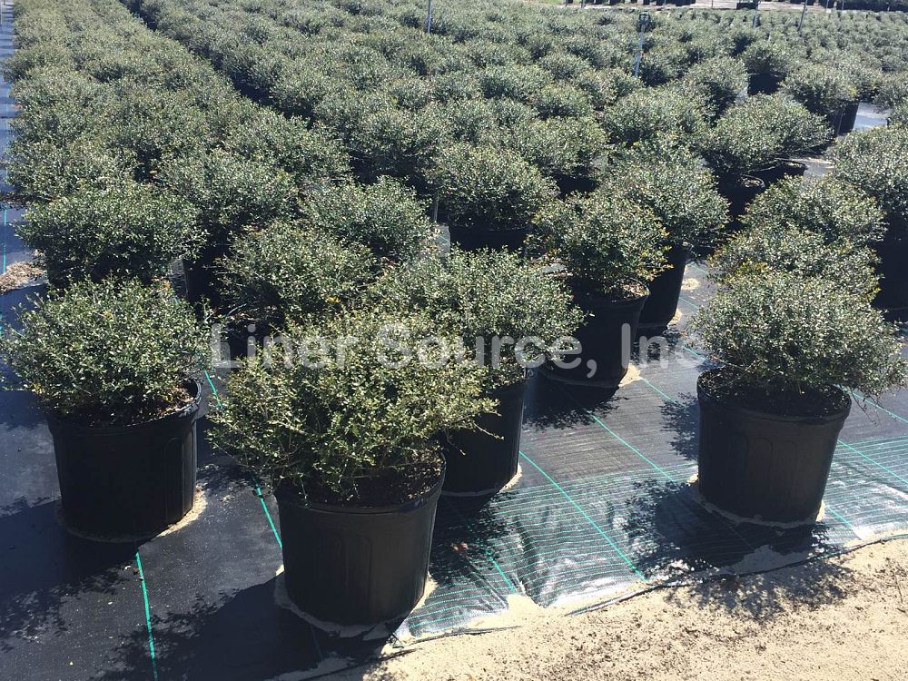 ilex-vomitoria-schillings-yaupon-holly-ilex-vomitoria-stokes-dwarf