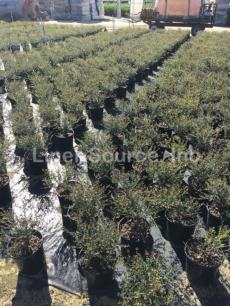 ilex-vomitoria-schillings-yaupon-holly-ilex-vomitoria-stokes-dwarf