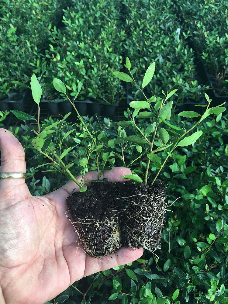 ilex-vomitoria-schillings-yaupon-holly-ilex-vomitoria-stokes-dwarf