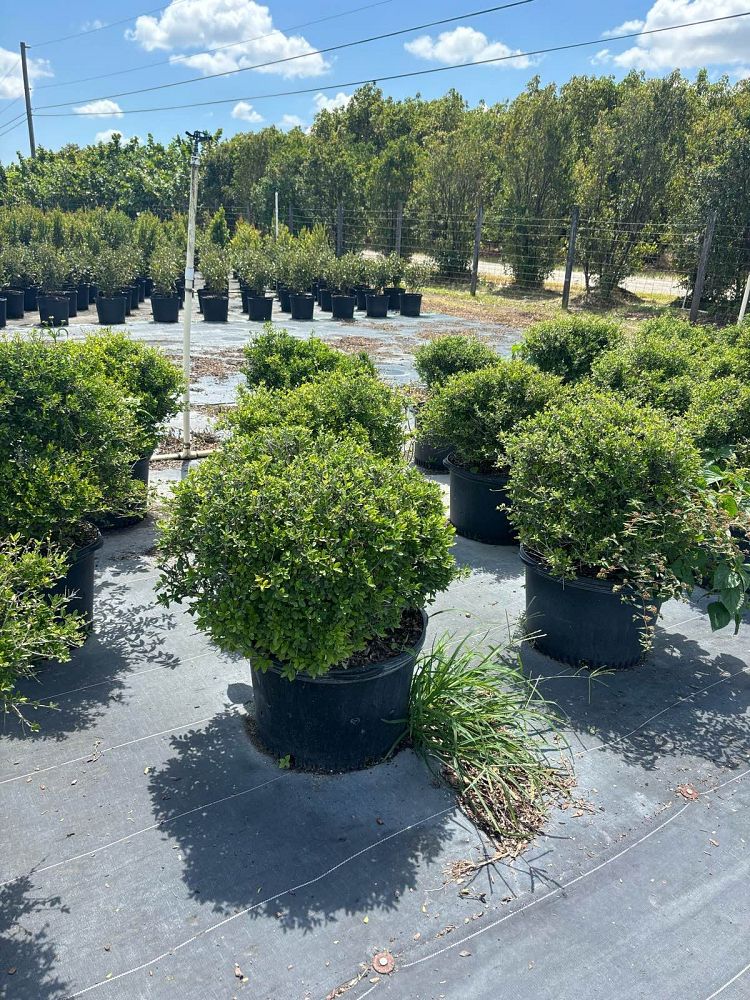 ilex-vomitoria-schillings-yaupon-holly-ilex-vomitoria-stokes-dwarf