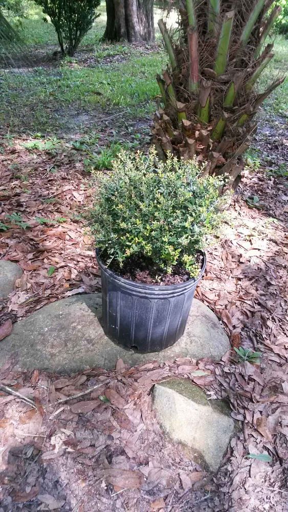 ilex-vomitoria-schillings-yaupon-holly-ilex-vomitoria-stokes-dwarf
